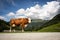 Brown milk cow in the alp mountains