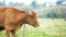 Brown milk cow grazing on green grass at farm grassland.