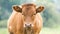 Brown milk cow grazing on green grass at farm grassland.