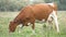 Brown milk cow grazing on green grass at farm grassland.