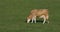 Brown milk cow grazing on green grass at farm grassland