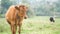 Brown milk cow grazing on green grass at farm grassland.