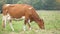 Brown milk cow grazing on green grass at farm grassland.