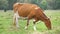 Brown milk cow grazing on green grass at farm grassland.