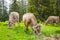 Brown milk cow in a meadow of grass and wildflowers in forest