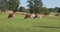 Brown milk cows grazing on green grass at farm grassland