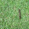Brown millipede crawling, green grass, garden