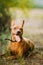 Brown Min Pin, miniature, pincher, Pinscher, Zwergpinscher Lying In Green Grass In Sunny Summer Evening. Close Up