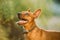 Brown Min Pin, miniature, pincher, Pinscher, Zwergpinscher Posing Outdoor In Sunny Summer Evening. Close Up Portrait