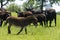 Brown miniature donkey with cows