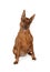 Brown miniature Pinscher over white