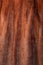 Brown mink fur texture or background