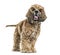 Brown Mixed-breed dog panting against white background