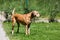 Brown mixed shelter dog on a meadow