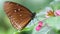 brown monarch butterfly on a pink flower, a gracious and fragile lepidoptera insect famous for its migration in massive groups 