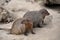 Brown mongoose bred in captivity