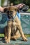 Brown mongrel puppy with a blue shawl on his neck sitting on a bench