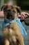 Brown mongrel puppy with a blue shawl on his neck sitting on a bench