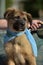 Brown mongrel puppy with a blue shawl on his neck sitting on a bench