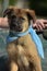 Brown mongrel puppy with a blue shawl on his neck sitting on a bench