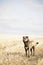 Brown mongrel standing on the field. Dog portrait