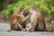 A brown monkey checking for fleas and ticks in the female