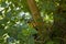 A brown monkey considers something while sitting hiding among the green foliage