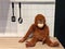 Brown Monkey Doll sit on desk Kitchen