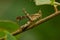 Brown Monkey Grasshopper perching on a perch