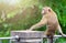 Brown monkey sitting on the steel rail in the park of Thailand.