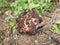 Brown morel in the mountains