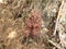 Brown morel in the mountains