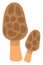 Brown morel mushroom, icon icon