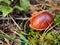 Brown mossiness mushroom