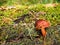 Brown mossiness mushroom