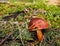 Brown mossiness mushroom