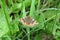 Brown moth butterfly on plant, closeup