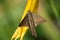 Brown moth on flower