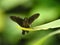 Brown moth resting on leaf