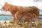 A brown mother of the cow feeds the calf in the corral. Cows in the paddock with tags on the ears eat hay and rest close