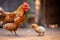 Brown mother hen teaches chick