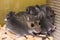 A brown mother house mouse surrounded by her young.