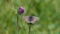 Brown mountain butterfly with orange dots laid on flower in August