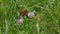 Brown mountain butterfly with orange dots laid on flower in August