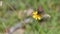 Brown mountain butterfly with orange dots laid on flower in August