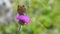 Brown mountain butterfly with orange dots laid on flower in August