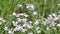 Brown mountain butterfly with orange dots laid on flower in August