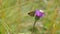 Brown mountain butterfly with orange dots laid on flower in August