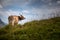 Brown mountain cows grazing on an alpine pasture