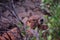 Brown Mountain Marmot in the Bushes